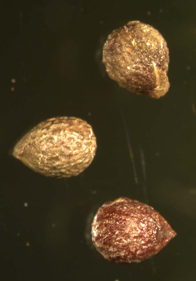 Hophornbeam copperleaf seeds