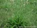 buckhorn plantain