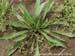 buckhorn plantain1