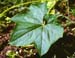 Burcucumber leaf
