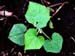 Burcucumber seedling2