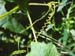 Burcucumber tendril