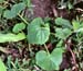 Burcucumber vegetative