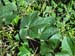 Burcucumber vegetative2