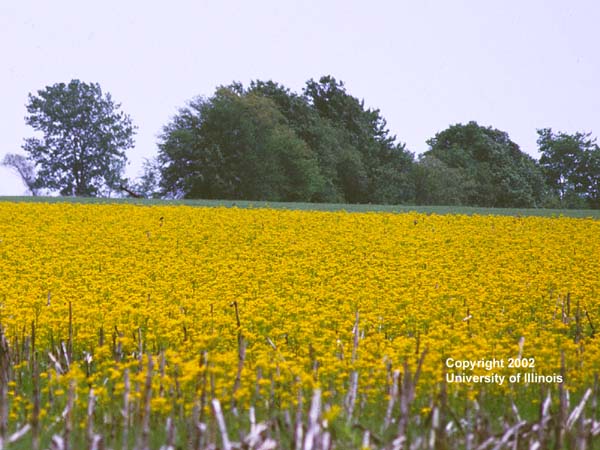 Butterweed field-2