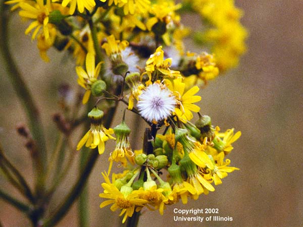 Butterweed late flower