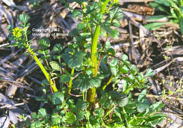 Butterweed vegetative 1
