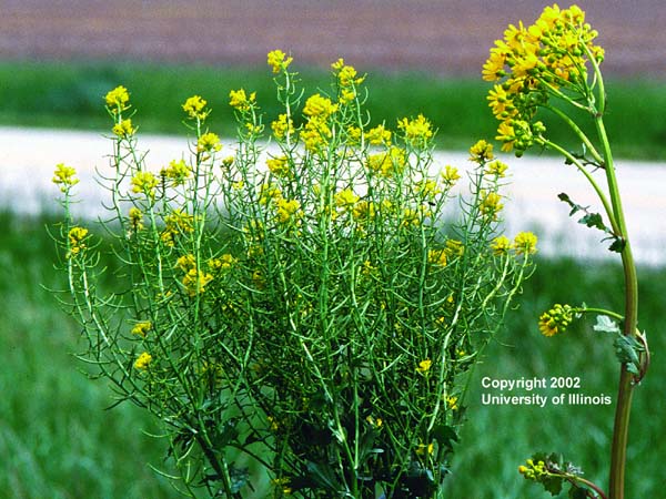 Yellow Rocket and Butterweed