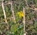 Butterweed flower1