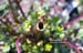 Butterweed hollow stem