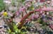 Butterweed red stem