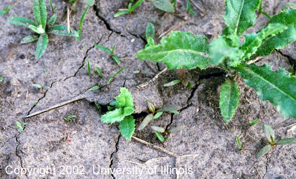 Canada thistle young plant 1
