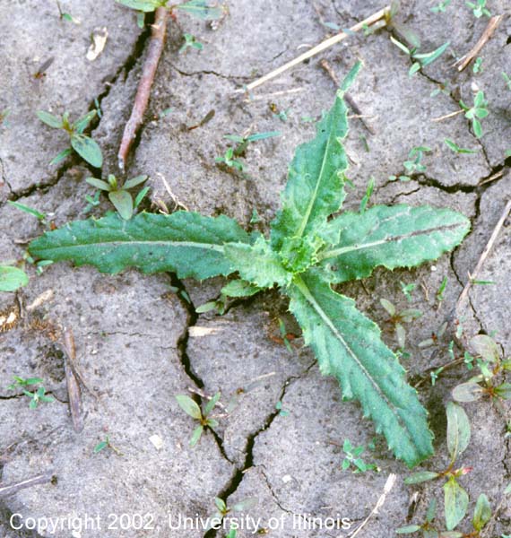 Canada thistle young plant 3