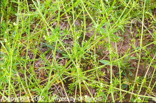 Catchweed bedstraw