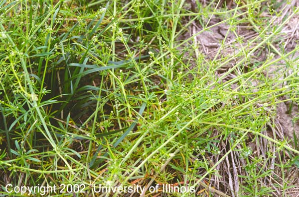 Catchweed bedstraw 3