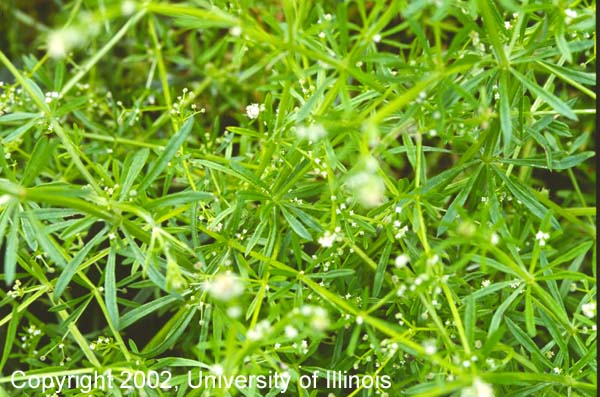 Catchweed bedstraw