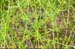 Catchweed bedstraw 1