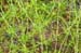 Catchweed bedstraw 2