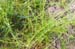 Catchweed bedstraw 3
