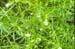 Catchweed bedstraw 4