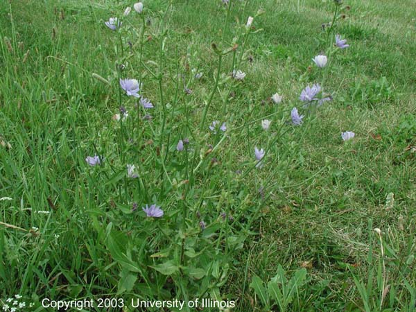 chicory