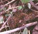 Cocklebur seed