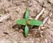 Cocklebur seedling 1