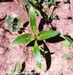 Cocklebur seedling 2