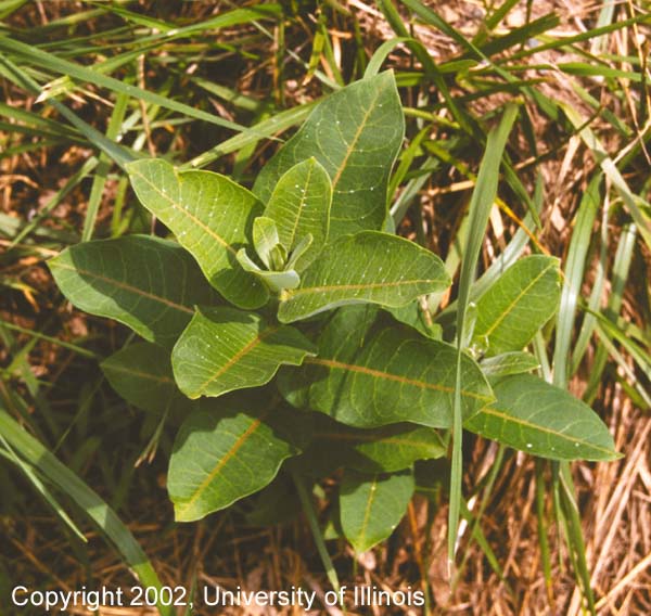 Milkweed 1