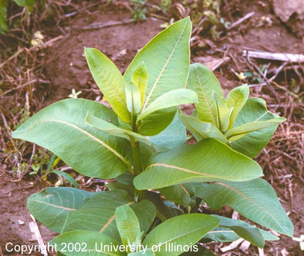 Milkweed 2