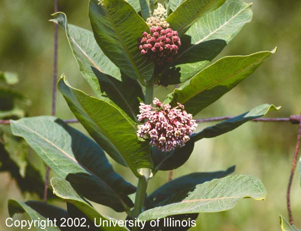 Milkweed inflorescence