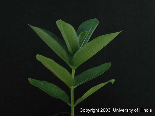 commonmilkweed2