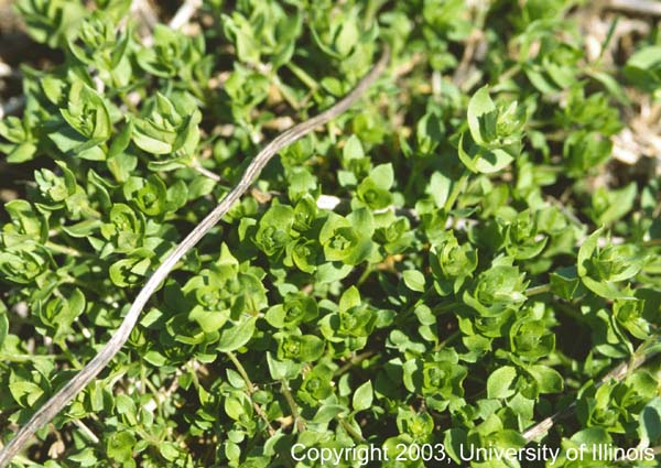 Chickweed 2