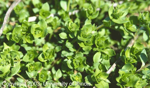 Chickweed 3