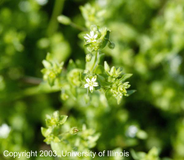 Common chickweed flower