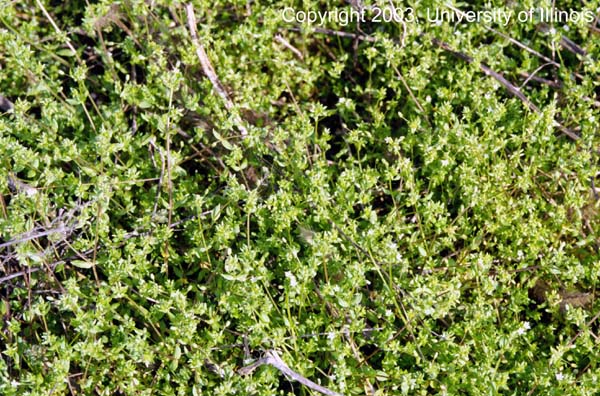 Common chickweed infestation