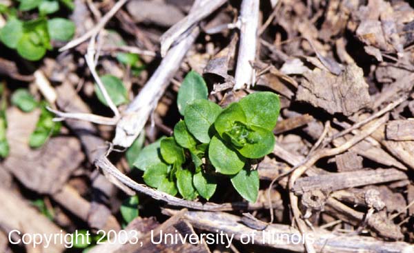 Common chickweed