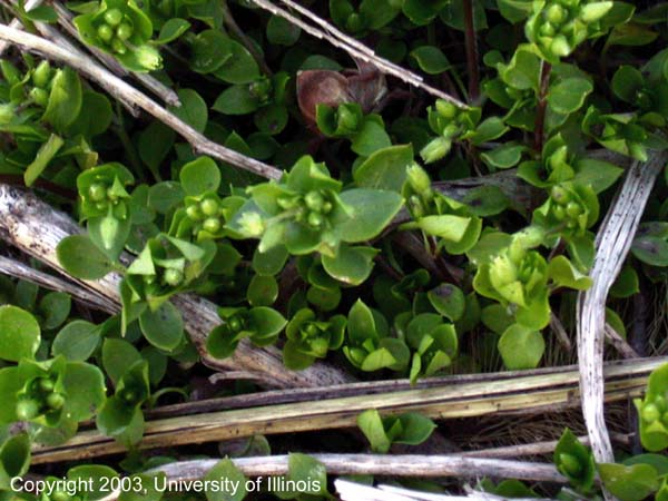 chickweed 1