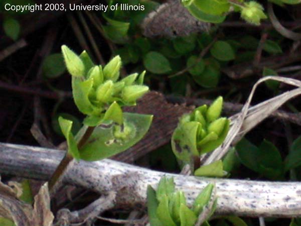 chickweed 4