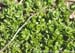 Chickweed 2