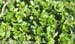 Chickweed 3