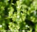 Common chickweed flower