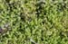 Common chickweed infestation