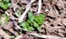 Common chickweed