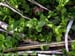 chickweed 1