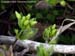 chickweed 4