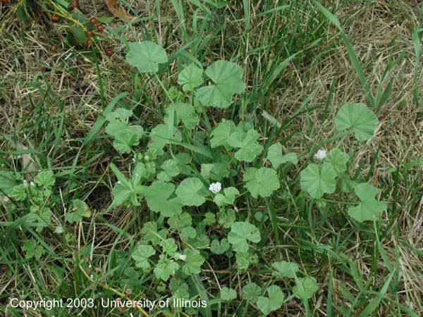 commonmallow1