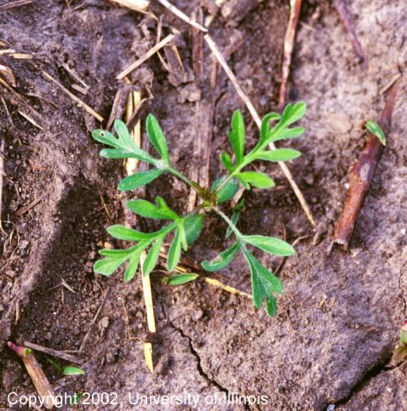 Common ragweed seedling