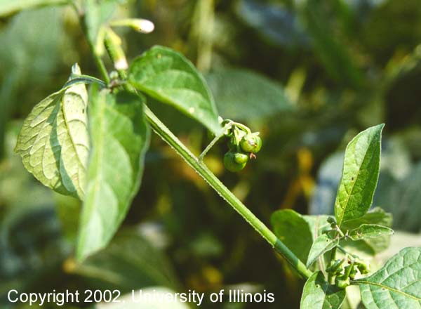 Eastern black nightshade immature berries