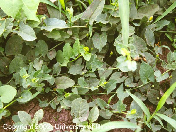 Field bindweed
